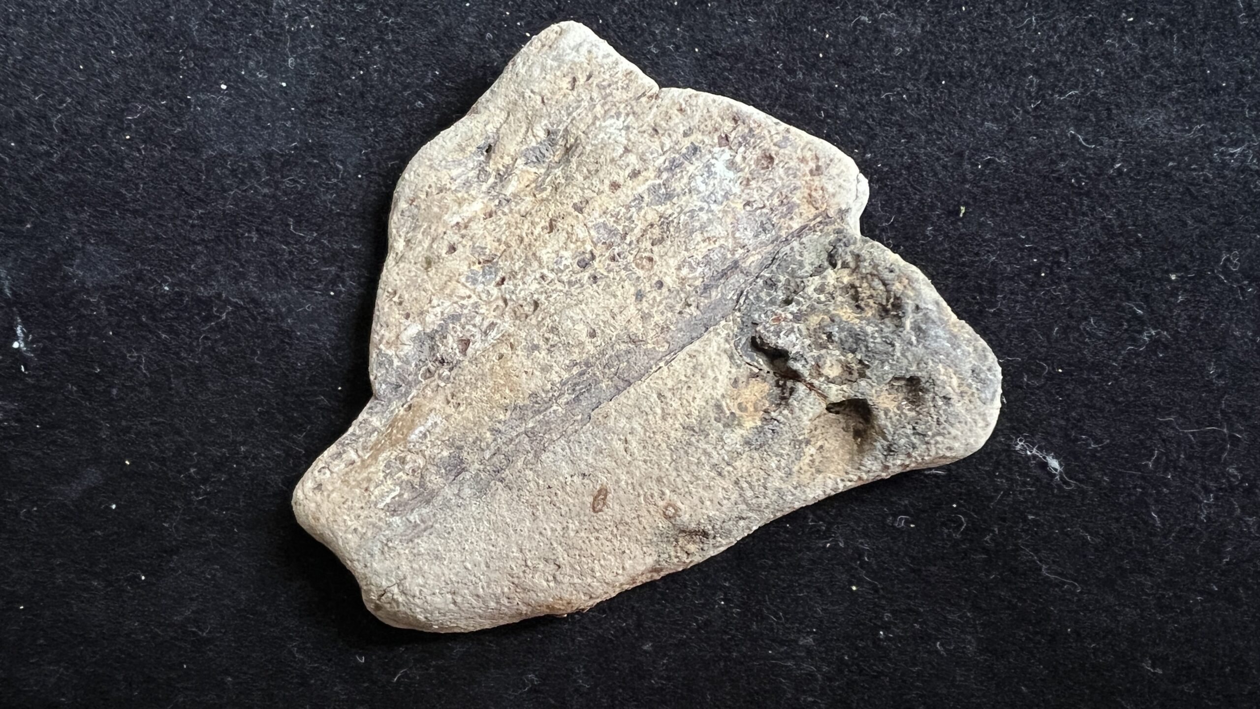 Fossilised Whale Bone