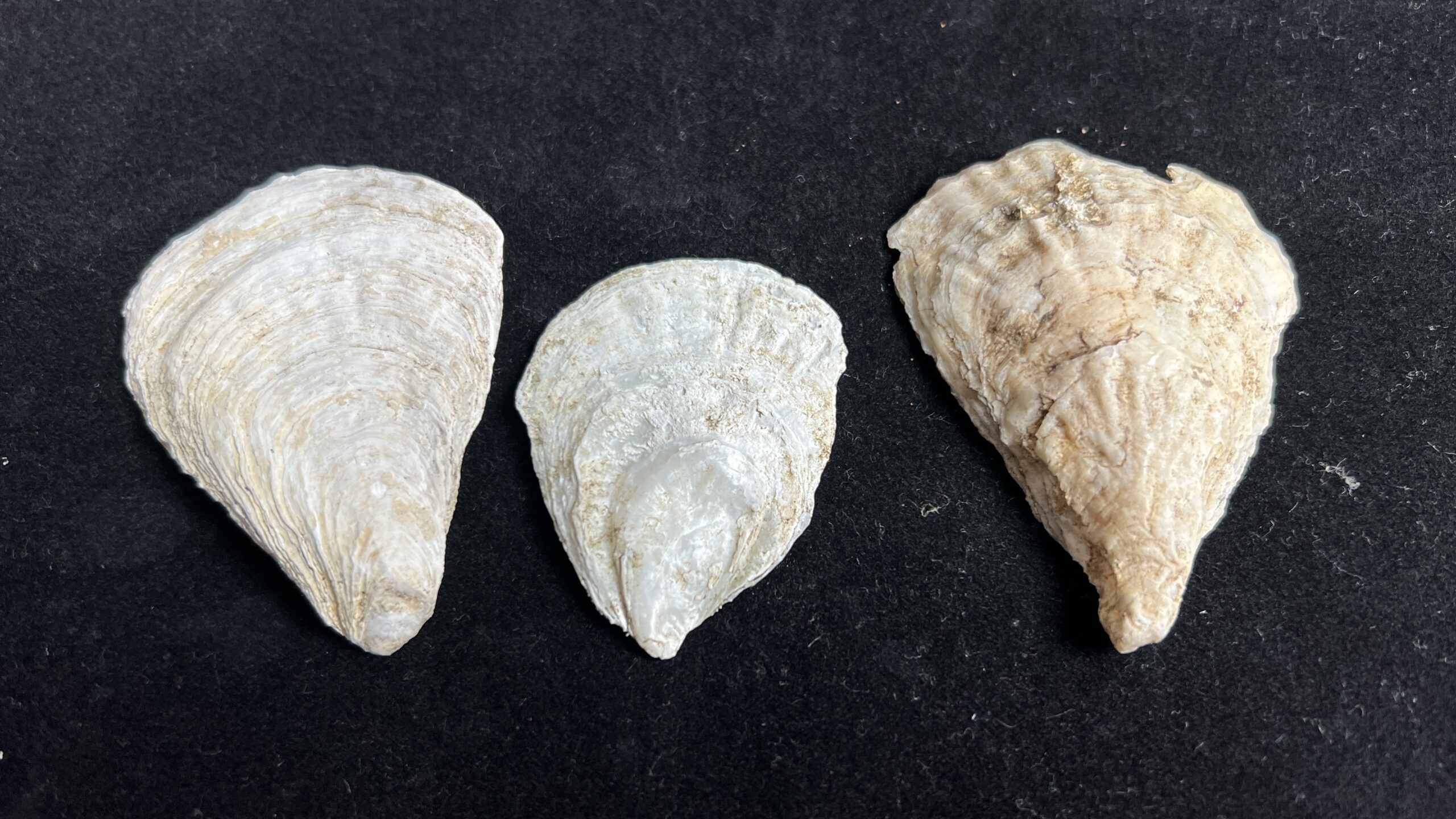 Three Clam Shells