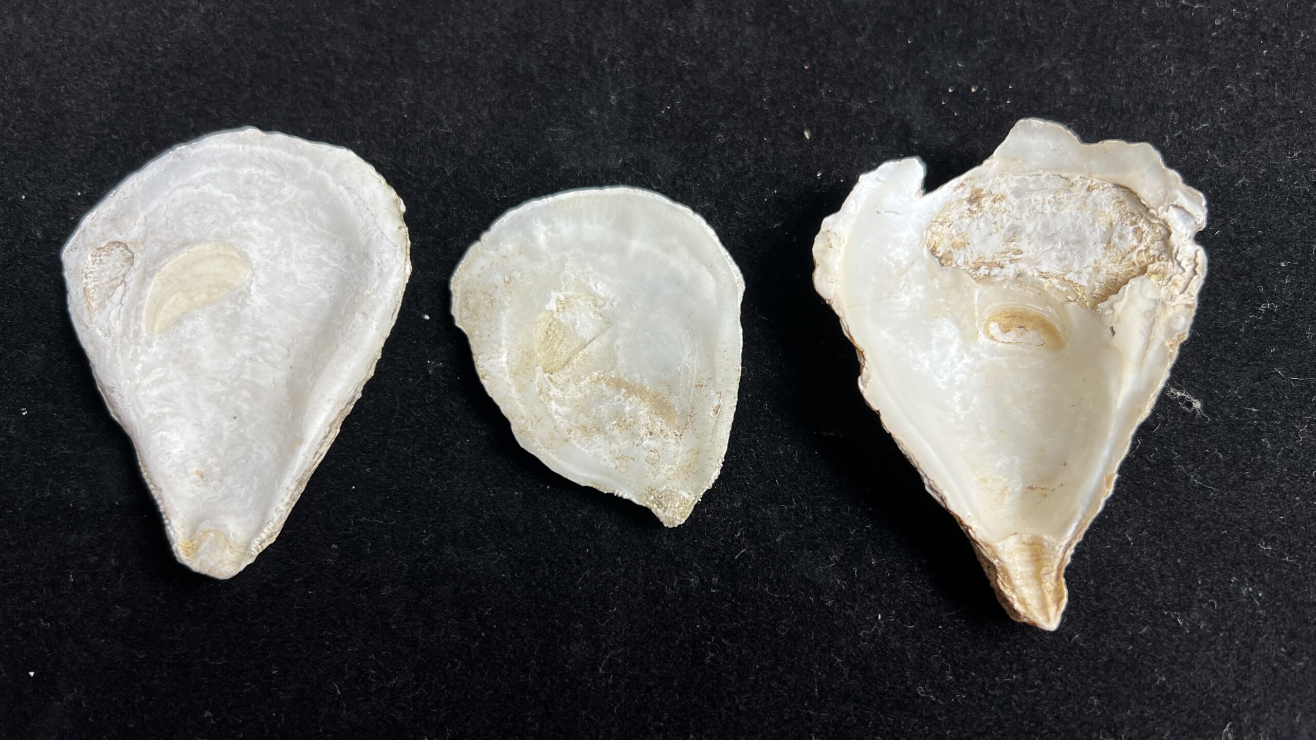 Three Clam Shells